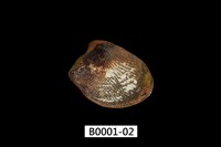 藏品(銀錦蛤)的圖片